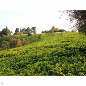 Die Teefelder erstrecken sich über die Hügel
